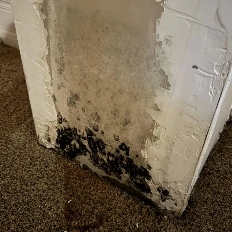 Professional Mold Removal in Princeton, TX